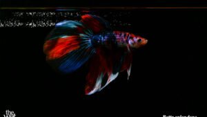 Betta splendens - Super Delta Candy Fish