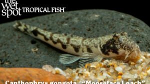 Canthophrys gongota - Mooseface Loach