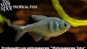 Hyphesoobrycon weitzmanorum - Weitzmanorum Tetra