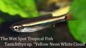 Tanichthys sp. - Yellow Neon White Cloud