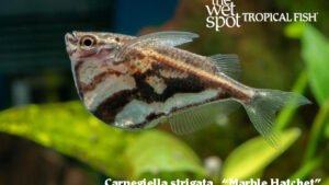 Carnegiella strigata - Marble Hatchet