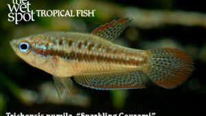 Trichopsis pumila - Sparkling Gourami