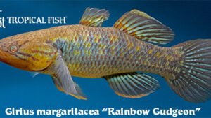 Girius margaritacea - Rainbow Gudgeon