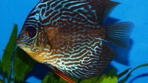 Symphysodon aequifasciatus - Red Snakeskin Discus