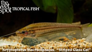 Kryptopterus macrocephalus - Striped Glass Cat