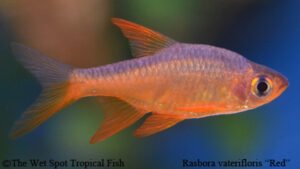 Rasboroides vaterifloris - Red Fish