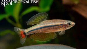 Tanichthys kuehnei - Yellow White Cloud