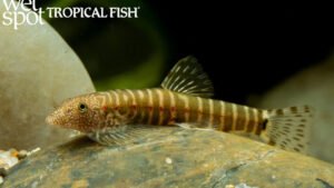 Erromyzon sp. - Strawberry Spot Sucker Loach