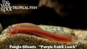 Panglo filinaris - Purple Kuhli Loach