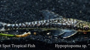 Hypoptopoma sp. - Rio Tigre Fish