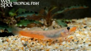 Sicyopus rubicundus - Lipstick Goby