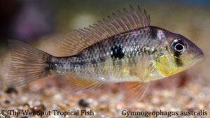 Gymnogeophagus australis