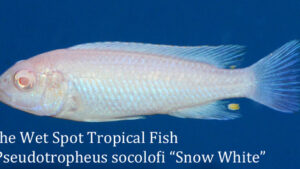 Pseudotropheus socolofi - Snow White