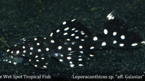 Leporacanthicus sp. - aff. Galaxias