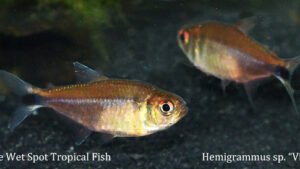 Hemigrammus sp. - Vidrio