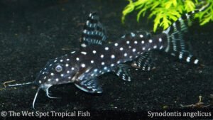 Synodontis angelicus