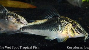 Corydoras fowleri