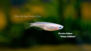 Oryzias latipes - White Killifish