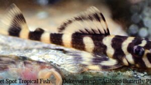 Dekeyseria sp. - Atabapo Butterfly Pleco