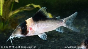 Corydoras sp. - Corydoras Imitator