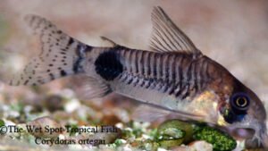 Corydoras ortegai