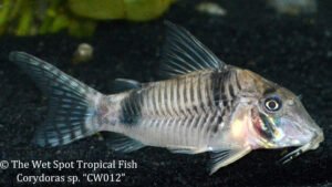 Corydoras sp.