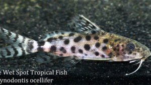 Synodontis ocellifer