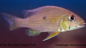 Geophagus taeniopareius