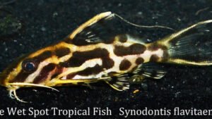 Synodontis flavitaeniatus