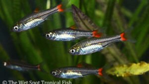 Rasbora rubrodorsalis