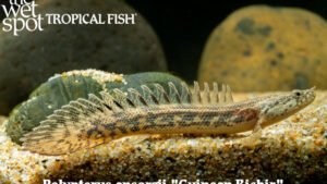 Polypterus ansorgii - Guinean Bichir Fish