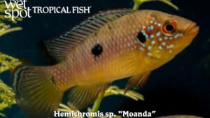 Hemichromis sp. - Moanda Fish