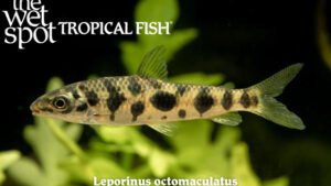 Leporinus octomaculatus