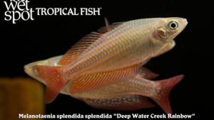 Melanotaenia splendida splendida - Deep Water Creek Rainbow