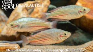 Melanotaenia duboulayi - Crimson Spotted Rainbow