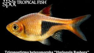 Trigonostigma heteromorpha - Harlequin Rasbora Fish