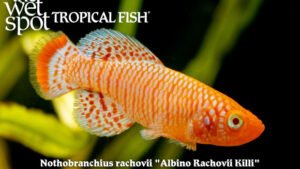 Nothobranchius rachovii - Albino Rachovii Killi