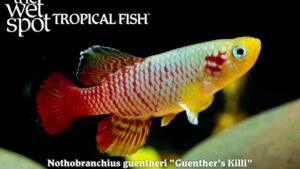 Nothobranchius guentheri - Guenther's Killi