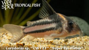 Corydoras sp. - Super Parallelus