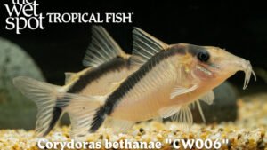 Corydoras bethanae