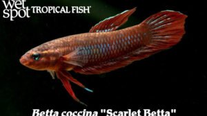 Betta coccina - Scarlet Betta