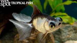 Carassius auratus - Panada Butterfly fish