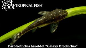 Parotocinclus haroldoi - Galaxy Otocinclus