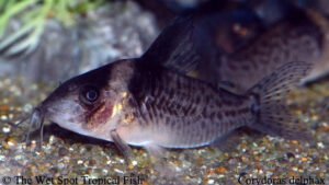 Corydoras delphax