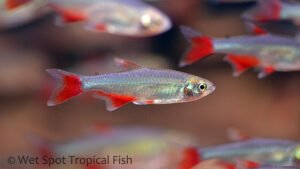 Aphyocharax anisitsi Bloodfin Tetra