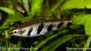 Nannostomus espei "Barred Pencilfish"