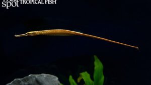 Female Doryichthys deokhatoides pipefish